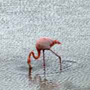 Greater Flamingo #4 Poster