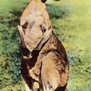 Kangaroo #4 Poster