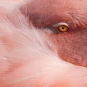 Portrait Of A Pink Flamingo #4 Poster