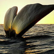 Right Whale Sailing At Sunset #5 Poster