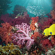 Coral Reef Scenery #51 Poster
