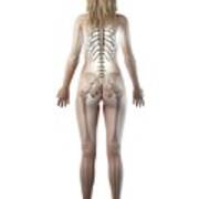 Female Skeleton #63 Poster