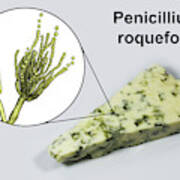 Penicillium Fungus And Roquefort Cheese #7 Poster