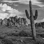 Saguaro Cacti, Arizona Poster