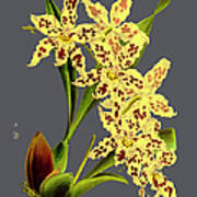 Orchid Old Print #79 Poster