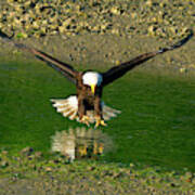 A Bald Eagle Catches A Fish Poster