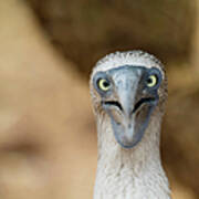 A Blue-footed Booby Staring Poster