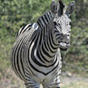 A Curious Zebra Poster