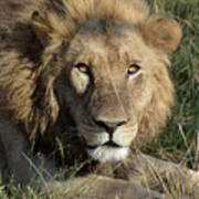 A Curious Lion, Botswana, Africa Poster