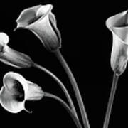 A Family Of Four Calla Lilies Poster