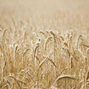 A Field Of Golden Wheat Poster