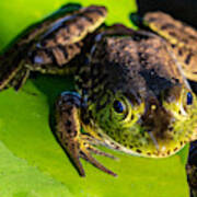 A Frog Looking At Me Poster