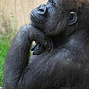 A Gorilla Sits In A Thinking Position Poster