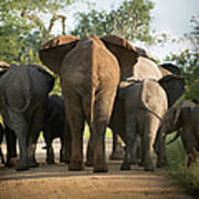 A Herd Of Elephants Heading Away From Us Poster