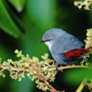 A Lavender Waxbill Poster