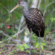 A Limpkin Along A Creek In South Florida Poster