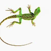 A Lizard On Pure White Ground Poster