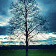 A Lone Tree In Winter Poster