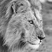 A Monochrome Male Lion Poster