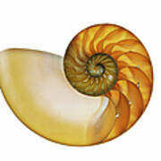 A Nautilus Shell Nautilidae Sp Poster