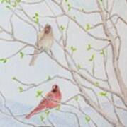 A Pair Of Cardinals On Magnolia Tree Poster