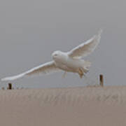 A Rare Male Adult Snowy Owl Taken Off On The Beach Poster