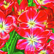 A Sea Of Brilliant Red Tulips Poster