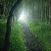 A Small Cattle Path Cuts Through A Little Forest, Eerily Light A Poster