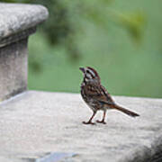 A Sparrow On A Church Step Poster