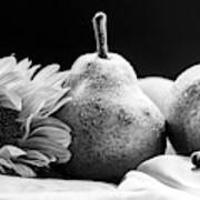 A Sunflower And Pears In Black And White Poster