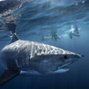A Tiger Shark Is Looking At Me Poster
