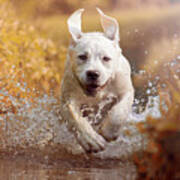 A Young Labrador Retriever Dog Poster