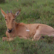 A21c2756 Red Hartebeest Calf Sa Poster