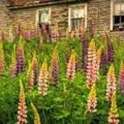 Abandoned Maine Farm Lupines Poster