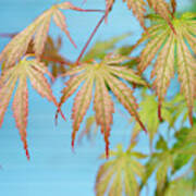 Acer Palmatum Ariadne Foliage Poster