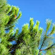 Adriatic Pine Against Blue Sky Poster