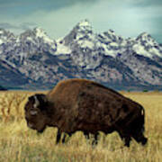 Adult Bison Bison Bison Wild Wyoming Poster