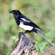 Adult Common Magpie Poster