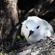 Adult White Tern In Rangiroa Poster