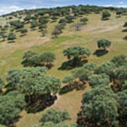 Aerial View Of Alentejo Landscape With Holm Oak, Portugal Poster
