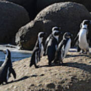 African Penguins Poster