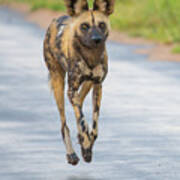 African Wild Dog Bouncing Poster
