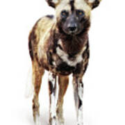 African Wild Dog Named Ginger Poster