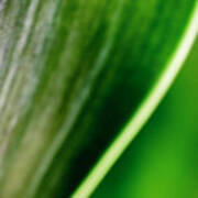 Agave Abstract 3 Poster