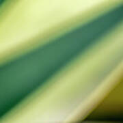Agave Abstract 7 Poster