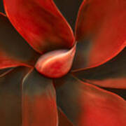 Agave In Red Poster