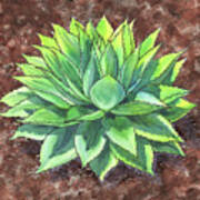 Agave Ovatifolia Succulent Plant Garden Watercolor Poster