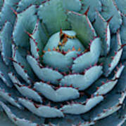 Agave Parryi Poster