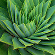 Agave Plant Poster