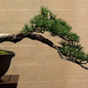 Aged Bonsai Pine Poster